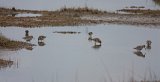 Dunlin