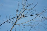 towhee