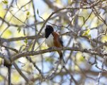 Eastern Towhee