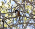 Eastern Towhee