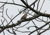 field_sparrow