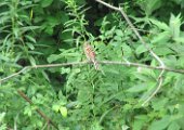 Field Sparrow