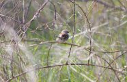 Field Sparrow