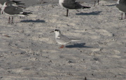 forsters_tern