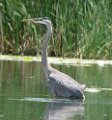 blue_heron_072007