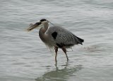 heron_snack