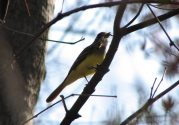 gc_flycatcher_2