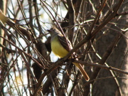 gc_flycatcher_5