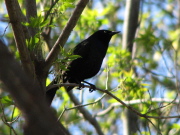 grackle1_052007