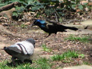 grackle2_052007