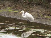 great_egret1_032007