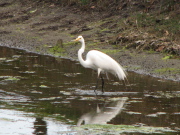 great_egret2_032007