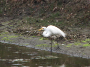 great_egret3_032007