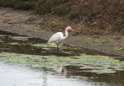 great_egret4_032007