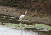 great_egret5_032007