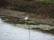 great_egret6_032007