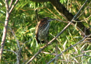 green_heron_082007