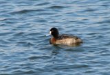 female_gtr_scaup