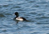 male_gtr_scaup