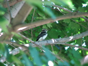 hairy_woodpecker_092007