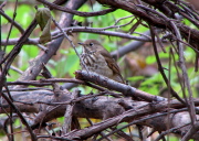 hermthrush