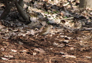 hermit_thrush