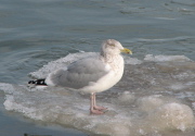 herr_gull