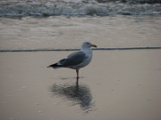 herring_gull1_032007