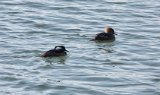 Hooded Mergansers