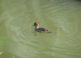 hooded_merganser_1