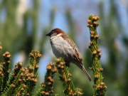 house_sparrow_042007