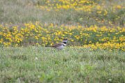 killdeer