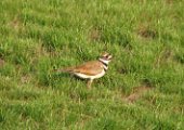 killdeer_072007