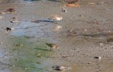 least_sandpiper