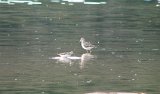 greater_and_lesser_yellowlegs