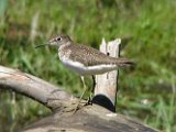 lesser_yellowlegs1_052007