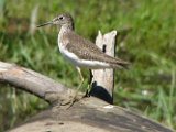 lesser_yellowlegs2_052007