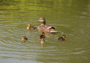 ducks_062007