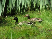 mallards_052007