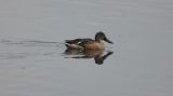 nshoveler_1