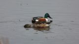 nshoveler_2