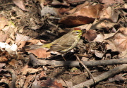 palm_warbler_2