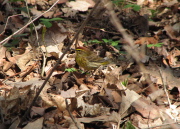 palm_warbler_1