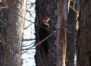 pileated_1