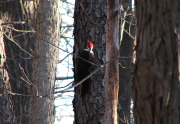 pileated_2