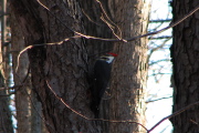 pileated_3