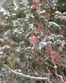 pine_grosbeak_2