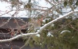 pine_grosbeak_3