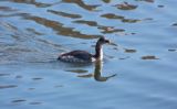 rednecked_grebe_1