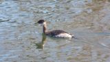 rednecked_grebe_2